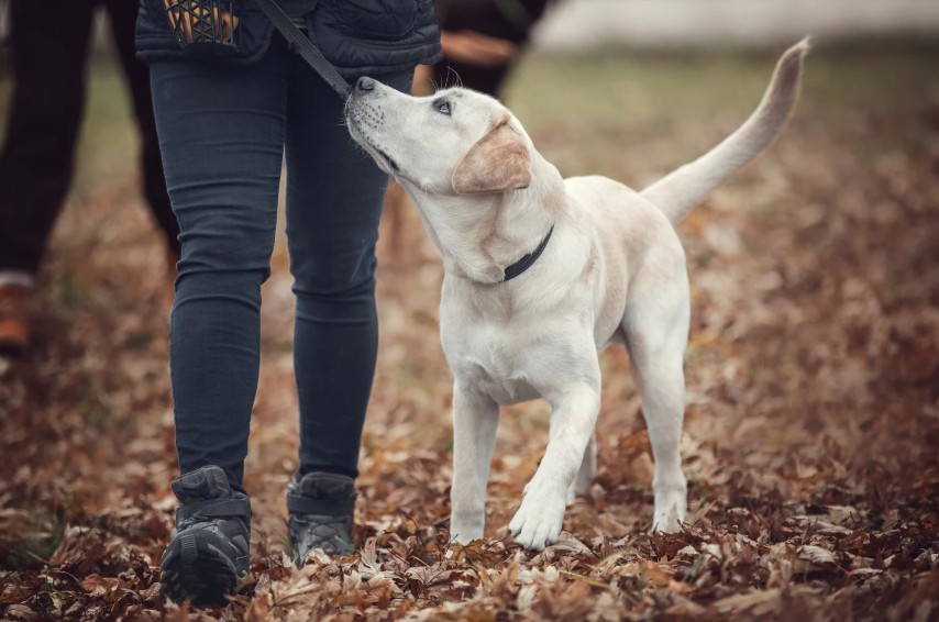 Understanding Training Methods, All Dogs Unleashed Dog Training Austin