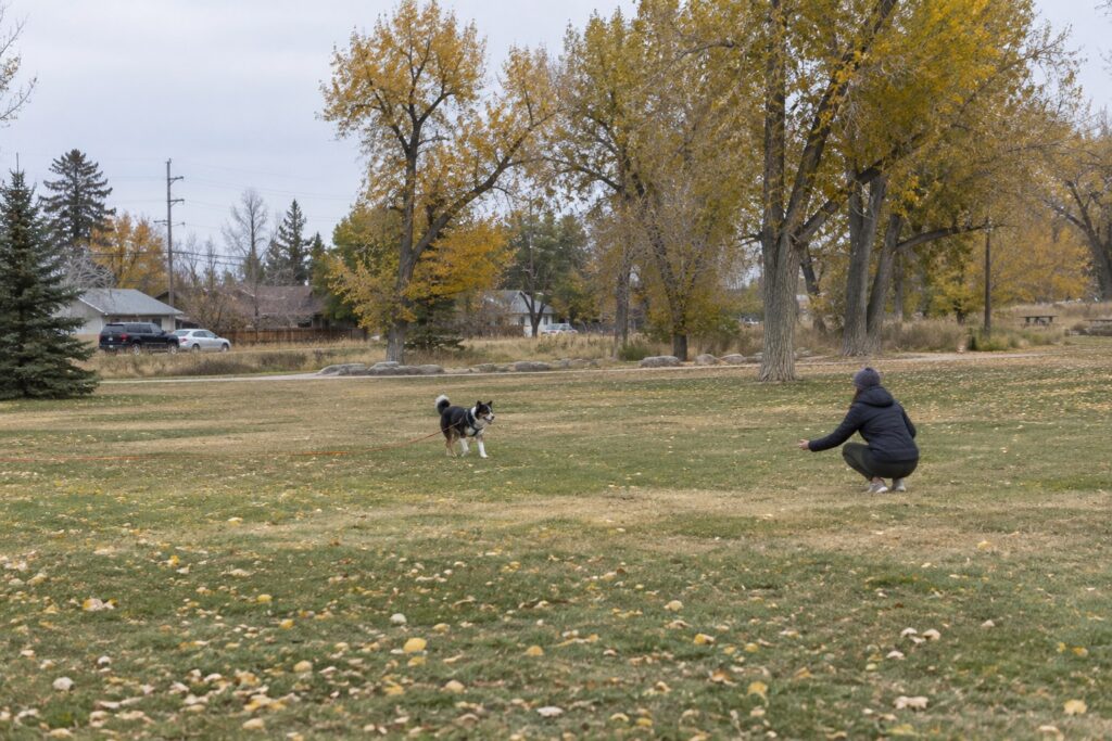 What Denver Owners Should Know About Coyotes and Dogs This Fall – illustration 1