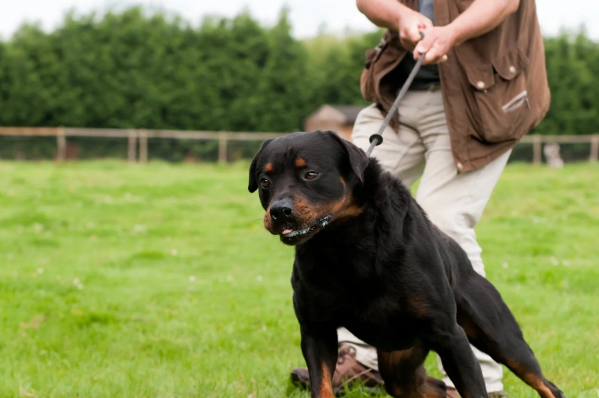 What Leash Reactivity Is Not, All Dogs Unleashed Dog Training Austin
