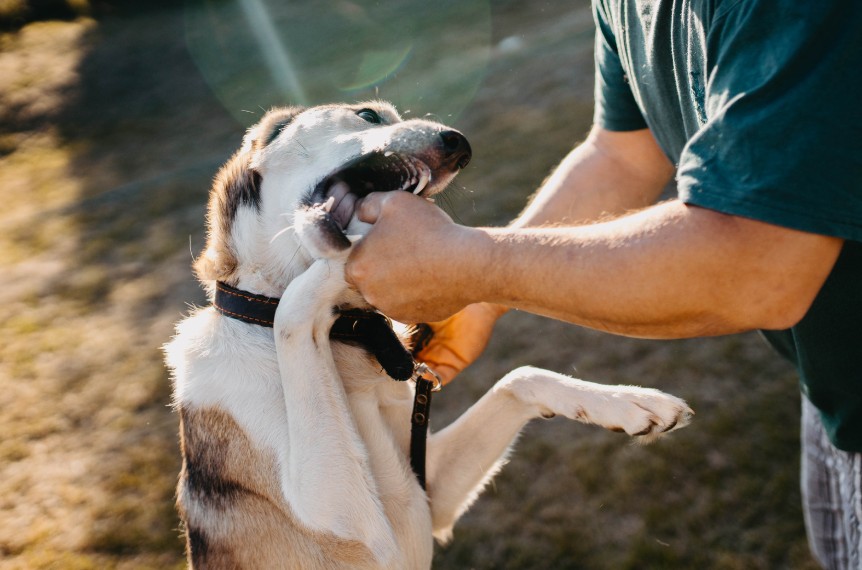 When Is Aggression a Serious Risk?, All Dogs Unleashed Dog Training Austin