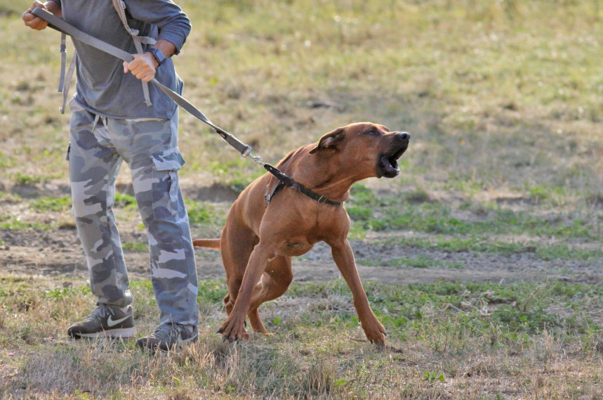 When Socialization Goes Wrong (and How to Fix It), All Dogs Unleashed Dog Training Bossier City