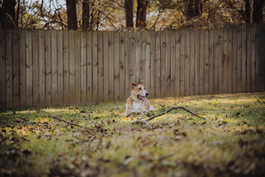 Where to Practice Recall in Bossier City, All Dogs Unleashed Dog Training Bossier City