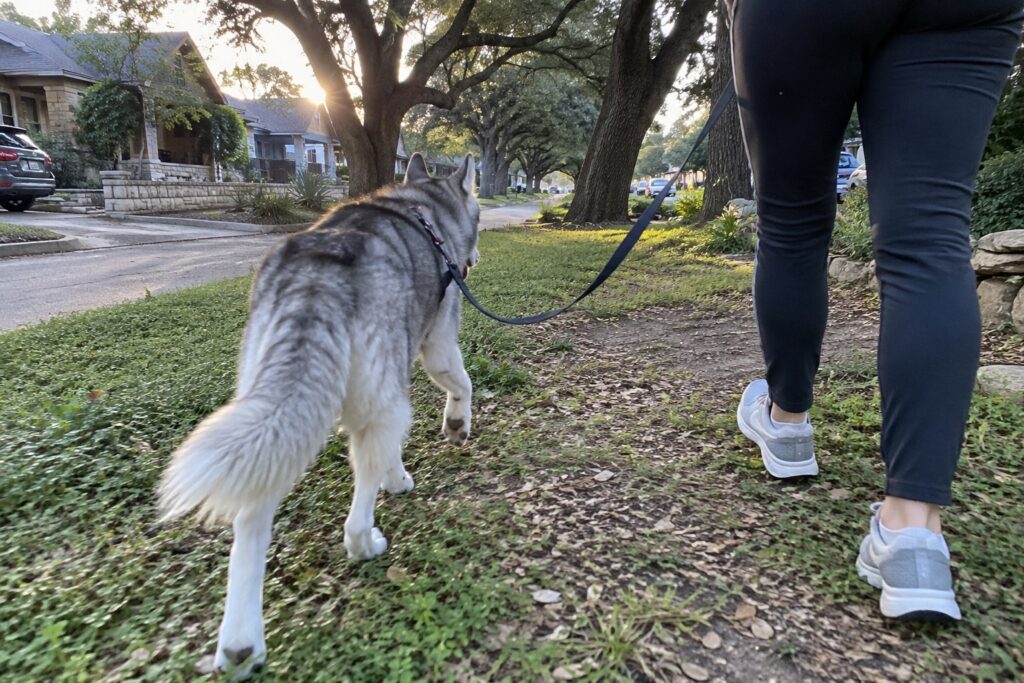 Why Austin Heat Changes the Way You Approach Husky Training