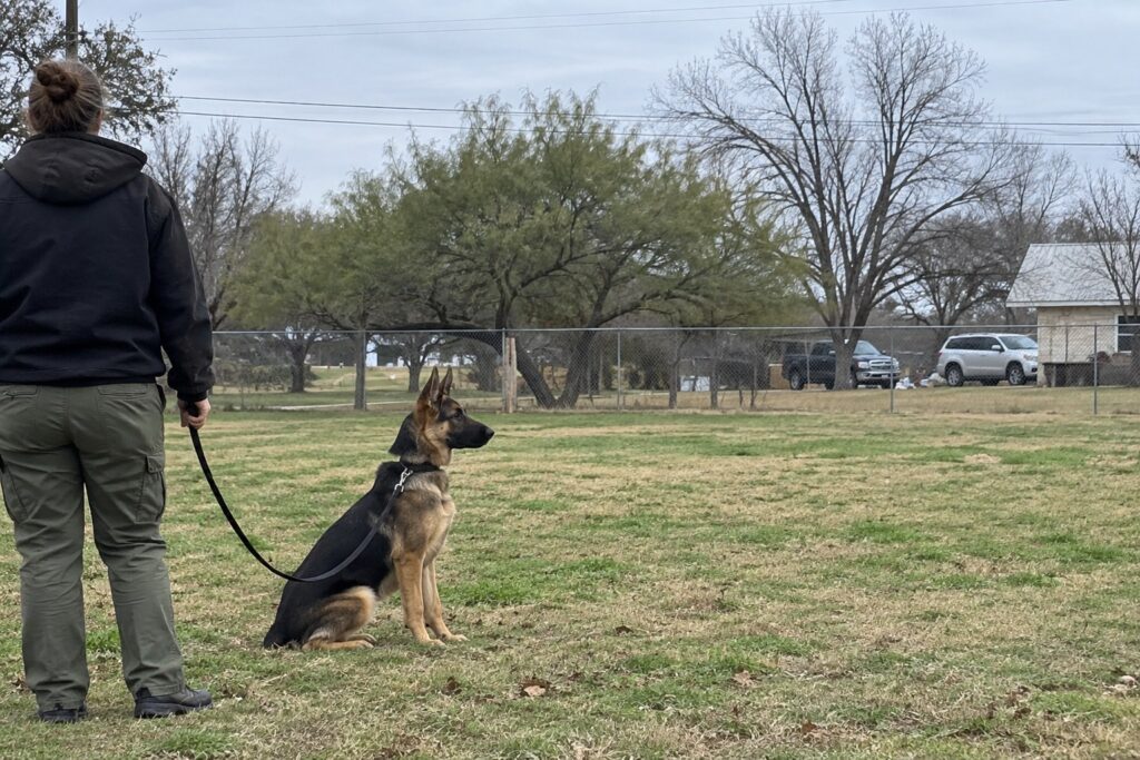 Why Fort Worth Owners Should Book Holiday Dog Boarding Early – illustration 2