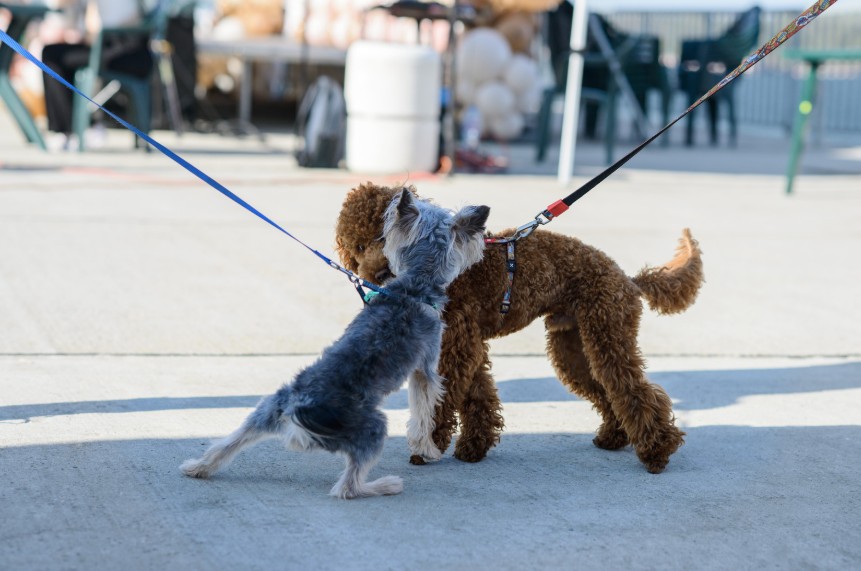 Why Leash Reactivity Is So Common in Urban Dogs, All Dogs Unleashed Dog Training Austin