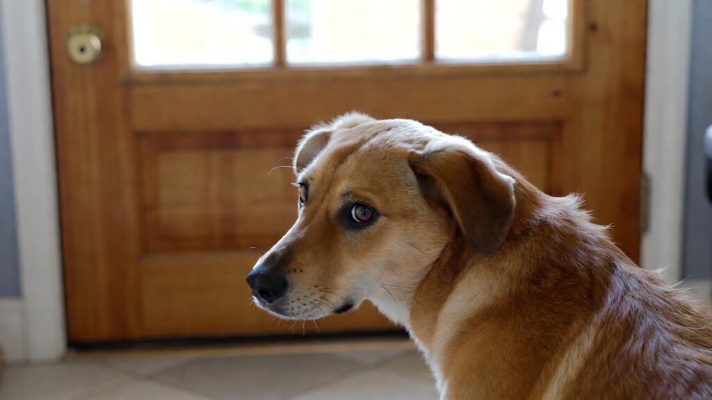Why Separation Anxiety Develops in Austin Dogs, All Dogs Unleashed Dog Training Austin