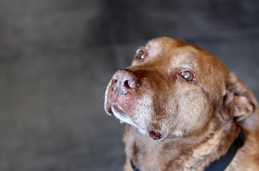 Why the "Old Dog" Myth Persists, All Dogs Unleashed Dog Training Austin