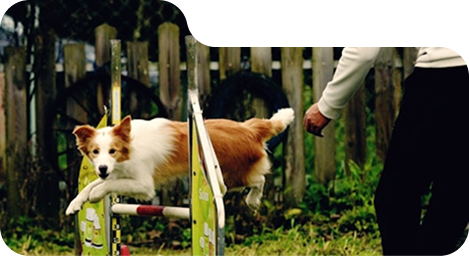 Board and train dog at All Dogs Unleashed