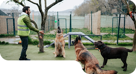 Board and train dog at All Dogs Unleashed
