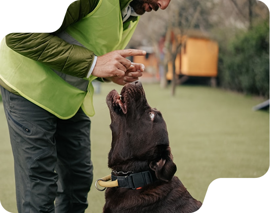 Dog training at All Dogs Unleashed