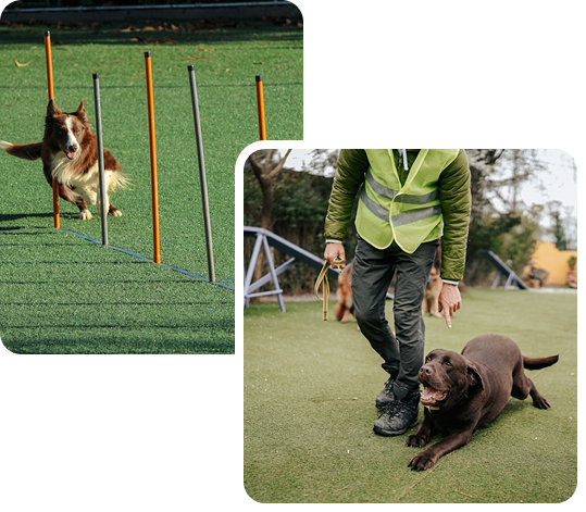 Dog training at All Dogs Unleashed