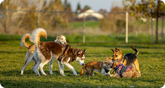 Board and train dog at All Dogs Unleashed